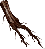 Rich Root