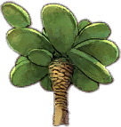 Cactus Palm