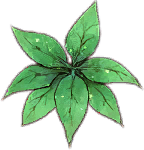 Evergreen Leaf