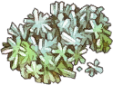 Crystal Shards