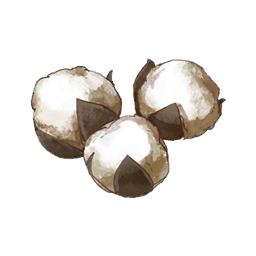 Cotton Grass